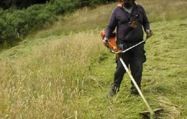 Brushcutting Tall grass